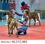 Russia, Saint-Petersburg, 15,05,2014, International Dog Show of all breeds (CACIB-FCI, Chemp.RKF) WHITE NIGHTS. Редакционное фото, фотограф Анна Кривицкая / Фотобанк Лори