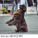 Russia, Saint-Petersburg, 15,05,2014, International Dog Show of all breeds (CACIB-FCI, Chemp.RKF) WHITE NIGHTS. Редакционное фото, фотограф Анна Кривицкая / Фотобанк Лори