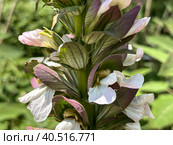 Flowering Bear's breeches (lat. - Acanthus mollis) Стоковое фото, фотограф Irina Opachevsky / Фотобанк Лори