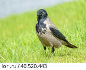 A gray crow, Corvus corone cornix, stands in the grass by the water. A crow in the green grass. Стоковое фото, фотограф Руслан Лесков / Фотобанк Лори