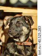 Puppy mestizo shepherd dog on wooden background. Стоковое фото, фотограф Анна Кривицкая / Фотобанк Лори