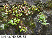 Cymbalaria cymbalum is a genus of herbaceous plants in the Plantain family Plantaginaceae, common in the Mediterranean. Cymbalaria saxifrage grown on a stone wall. Small green leaves in the shade. Стоковое фото, фотограф Юлия Петровская / Фотобанк Лори
