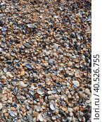 Shells from gastropods of bivalve molluscs living in the Azov and Black seas, Golubitskaya. Beige, black, white seashells on the shore. Cerastoderma lamarcki, Hypanis colorata, Anadara inaequivalvis. Стоковое фото, фотограф Юлия Петровская / Фотобанк Лори