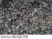 Shells from gastropods of bivalve molluscs living in the Azov and Black seas. Beige, brown, black, white seashells on the shore. The village of Golubitskaya. Стоковое фото, фотограф Юлия Петровская / Фотобанк Лори