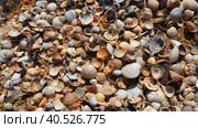 Shells from gastropods of bivalve molluscs living in the Azov and Black seas, Golubitskaya. Beige, black, white seashells on the shore. Cerastoderma lamarcki, Hypanis colorata, Anadara inaequivalvis. Стоковое фото, фотограф Юлия Петровская / Фотобанк Лори