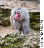 Baboons (2015 год). Стоковое фото, фотограф Анна Кривицкая / Фотобанк Лори