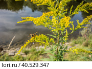 Yellow flowers with bee water landscape (2021 год). Стоковое фото, фотограф Iva Noel / Фотобанк Лори