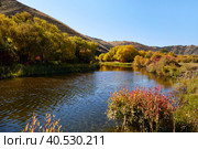 Picturesque autumn landscape. Yellow trees and bushes on the river bank. Живописный осенний пейзаж. Желтые деревья и кусты на берегу реки. Стоковое фото, фотограф Виктория Тельминова / Фотобанк Лори