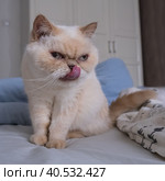 Cute scowl cat sits on a bed among blankets. Breed exot color red point. Стоковое фото, фотограф Ирина Кононова / Фотобанк Лори