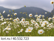 Луговые ромашки (2023 год). Стоковое фото, фотограф Палесика Марина / Фотобанк Лори