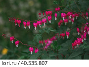 Dientra is magnificent (lat. Lamprocapnos spectabilis). Beautiful floral background. Decorative flowering plant. Floral background. Стоковое фото, фотограф Photojuli / Фотобанк Лори