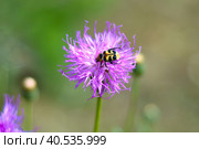 Trichius fasciatus, the Eurasian bee beetle, on klasea centauroides flower. Стоковое фото, фотограф Татьяна Терехина / Фотобанк Лори