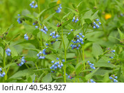 Symphytum is a medicinal perennial herbaceous plant. Стоковое фото, фотограф Володина Ольга / Фотобанк Лори