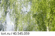 A nightingale on a branch in a birch grove. A symbol of spring in Russia. Стоковое видео, видеограф Ярославский Максим / Фотобанк Лори