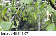 A young birch branch with flowering catkins in early spring. A natural sketch. Biroll. Стоковое видео, видеограф Ярославский Максим / Фотобанк Лори