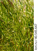Spikelets (Bromus) from the family (Poaceae) grows in a meadow close-up. Стоковое фото, фотограф Татьяна Ляпи / Фотобанк Лори