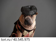 Sharpay in the hat in the studio. Стоковое фото, фотограф Анна Кривицкая / Фотобанк Лори