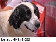 Pyrenean Mastiff. Стоковое фото, фотограф Анна Кривицкая / Фотобанк Лори