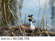 Большая поганка, или чомга (лат. Podiceps cristatus) сидит на гнезде у берега. Стоковое фото, фотограф Ольга Визави / Фотобанк Лори