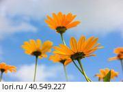 Желтые цветы (Гелиопсис) на фоне голубого неба. Стоковое фото, фотограф Римма Тельнова / Фотобанк Лори