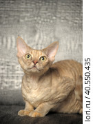 Devon Rex  Cat on grey background. Стоковое фото, фотограф Анна Кривицкая / Фотобанк Лори