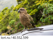 Kea bird standing on a car. Стоковое фото, фотограф Евгений Дробитько / Фотобанк Лори