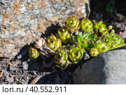 Sempervivum tectorum or the common houseleek, close up. Стоковое фото, фотограф EugeneSergeev / Фотобанк Лори