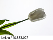 Белый тюльпан. Стоковое фото, фотограф Галина Сычева / Фотобанк Лори