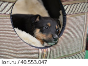 маленький щенок в будке. Стоковое фото, фотограф Юлия Можина / Фотобанк Лори