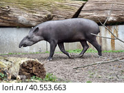 South American tapir (Tapirus terrestris), also known as the Brazilian tapir (2015 год). Стоковое фото, фотограф Анна Кривицкая / Фотобанк Лори