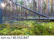 Morning forest with pine trees in summer sunny day. Стоковое фото, фотограф FotograFF / Фотобанк Лори