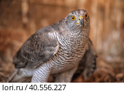 Close-up of a  falcon. Стоковое фото, фотограф Анна Кривицкая / Фотобанк Лори