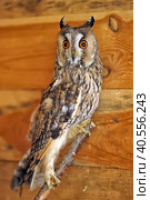 Screech Owl in Cage. Стоковое фото, фотограф Анна Кривицкая / Фотобанк Лори