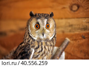 Screech Owl in Cage. Стоковое фото, фотограф Анна Кривицкая / Фотобанк Лори