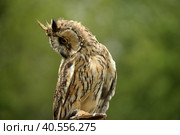 Screech Owl on the hand. Стоковое фото, фотограф Анна Кривицкая / Фотобанк Лори