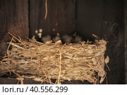 Swallow chicks in the nest. Стоковое фото, фотограф Анна Кривицкая / Фотобанк Лори