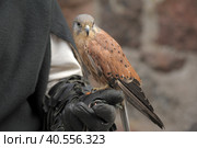 Kestrel perched on falconers glove. Стоковое фото, фотограф Анна Кривицкая / Фотобанк Лори