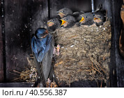 Swallow feeding chicks in the nest. Стоковое фото, фотограф Анна Кривицкая / Фотобанк Лори