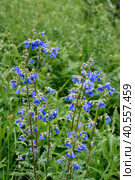 Beautiful blue wild flowers cyanosis blue, Polemonium coeruleum l. Стоковое фото, фотограф Ирина Кононова / Фотобанк Лори