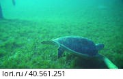 Дайвинг в Красном море. Морская черепаха. Морская лужайка. Стоковое видео, видеограф Галина / Фотобанк Лори