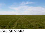 Россия, Калмыкия. Дорожные колеи в зеленой весенней степи. Стоковое фото, фотограф Ольга Шуклина / Фотобанк Лори