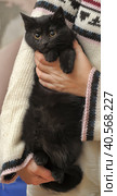 Black fluffy cute cat in hands. Стоковое фото, фотограф Анна Кривицкая / Фотобанк Лори