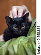 Cute little scared black kitten in hands. Стоковое фото, фотограф Анна Кривицкая / Фотобанк Лори