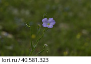 Лен яйлинский (лат. Linum yailicola) на размытом естественном фоне. Flax yaylinsky (Linum yailicola) on a blurred natural background. Стоковое фото, фотограф Владимир Шарый / Фотобанк Лори