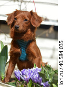 Small ginger dog of the Nevskaya Orchid breed. Стоковое фото, фотограф Анна Кривицкая / Фотобанк Лори