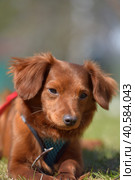 Small ginger dog of the Nevskaya Orchid breed. Стоковое фото, фотограф Анна Кривицкая / Фотобанк Лори