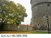 Fat Margarita is the tower of the Tallinn City Wall, located at the end of Pikk Street. The gun tower with 155 loopholes was built at the beginning of the 16th century in front of the Great Sea Gate. (2014 год). Редакционное фото, фотограф Анна Кривицкая / Фотобанк Лори