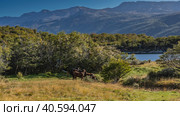Wild horses graze in a meadow with yellowed grass. Thickets of green trees on the lake shore. Mountains against the blue sky. Argentina. Tierra del Fuego National Park. Lapataia Bay (2023 год). Редакционное фото, фотограф Вера Ивановна Кубарева / Фотобанк Лори