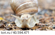 A snail on the road crawls over. Стоковое фото, фотограф Igor Skripachev / Фотобанк Лори