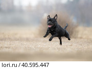 Собака породы Стаффбуль черного окраса в полете на осеннем поле. Стоковое фото, фотограф Писарев Александр Владимирович / Фотобанк Лори